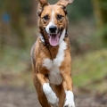 Chien Florine