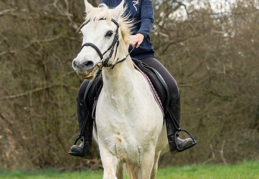 Pierre-Coutherut-Cheval-Valto-Flavy-37