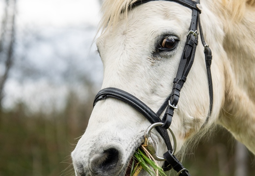 Pierre-Coutherut-Cheval-Valto-Flavy-38