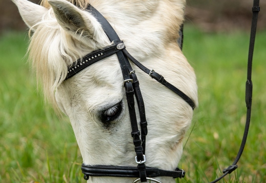 Pierre-Coutherut-Cheval-Valto-Flavy-39
