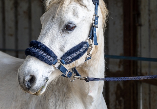 Pierre-Coutherut-Cheval-Valto-Flavy-41