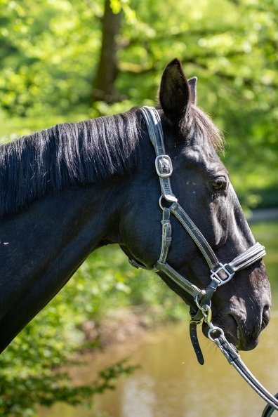 Pierre-Coutherut-Cheval-Lea-2.jpg