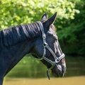 Cheval Léa