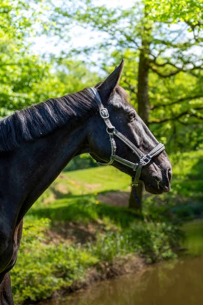 Pierre-Coutherut-Cheval-Lea-4.jpg