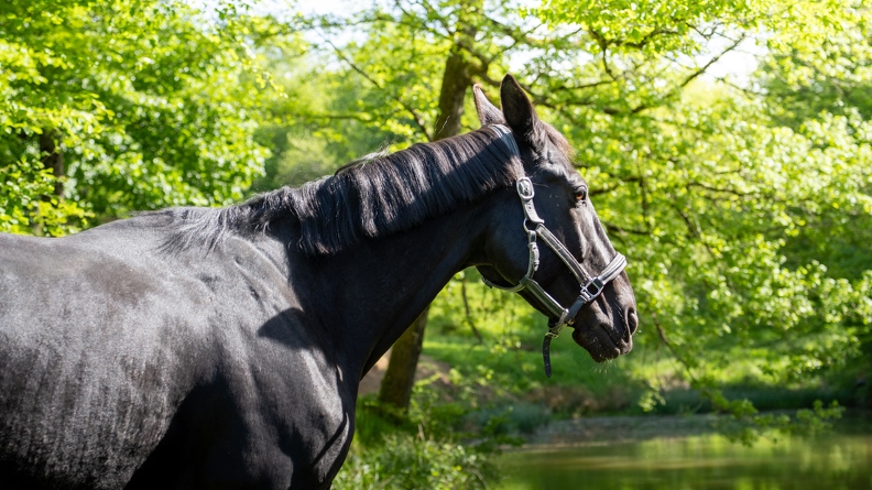 Pierre-Coutherut-Cheval-Lea-5.jpg