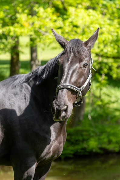 Pierre-Coutherut-Cheval-Lea-7.jpg