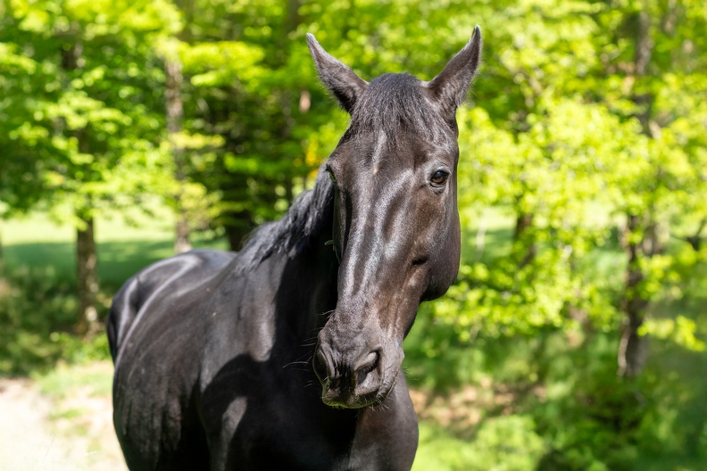 Pierre-Coutherut-Cheval-Lea-10.jpg