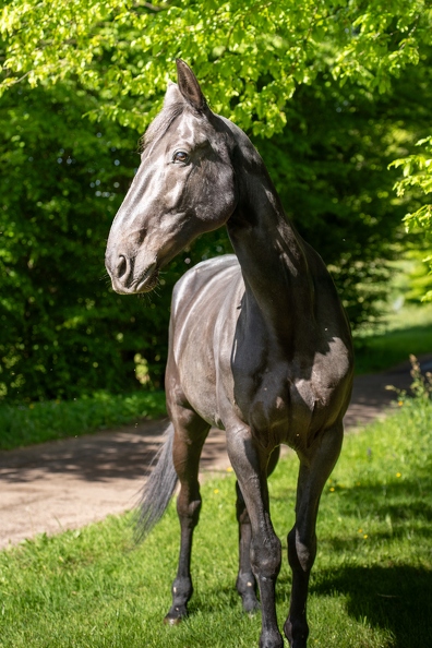 Pierre-Coutherut-Cheval-Lea-11.jpg