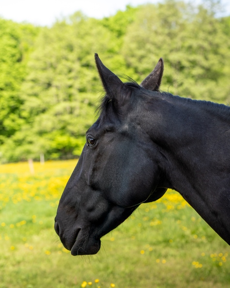 Pierre-Coutherut-Cheval-Lea-18.jpg