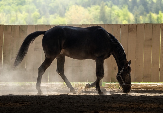 Pierre-Coutherut-Cheval-Lea-19