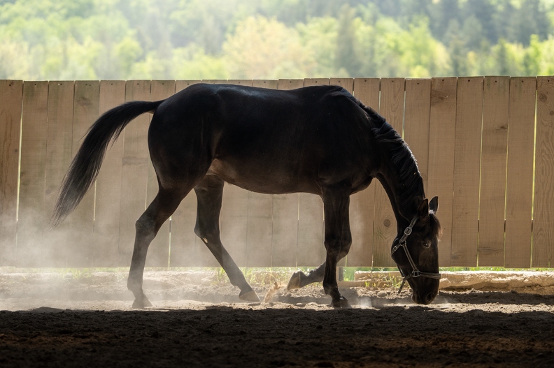 Pierre-Coutherut-Cheval-Lea-19.jpg