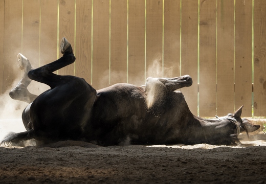 Pierre-Coutherut-Cheval-Lea-20