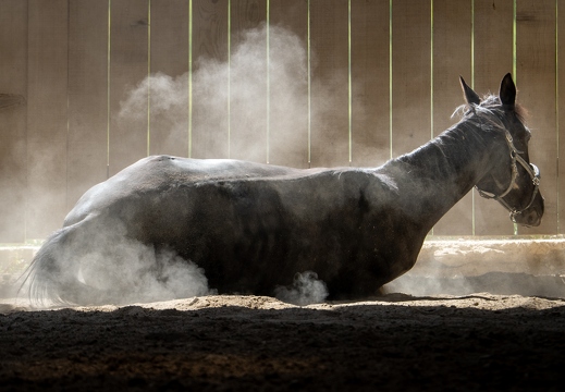 Pierre-Coutherut-Cheval-Lea-21