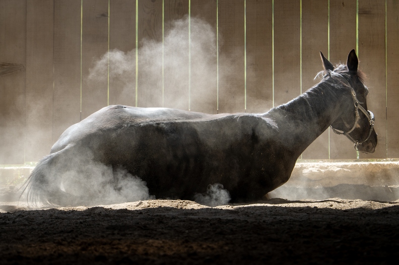 Pierre-Coutherut-Cheval-Lea-21.jpg