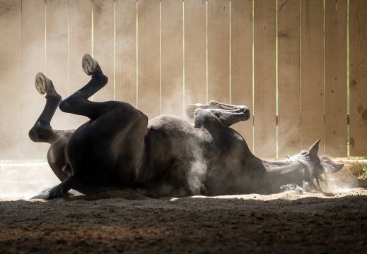 Pierre-Coutherut-Cheval-Lea-22