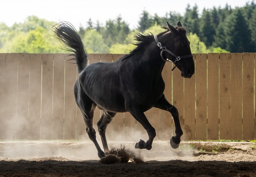 Pierre-Coutherut-Cheval-Lea-23