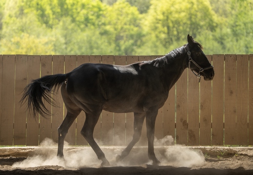 Pierre-Coutherut-Cheval-Lea-24