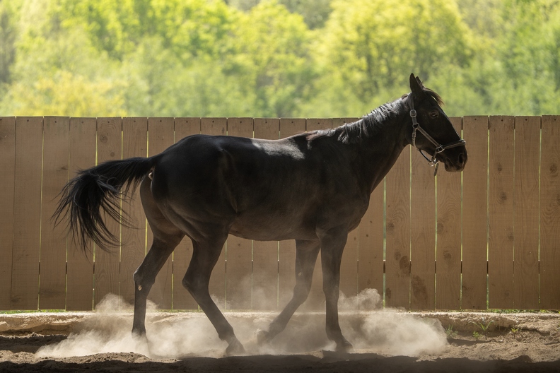 Pierre-Coutherut-Cheval-Lea-24.jpg
