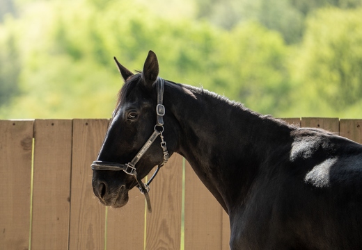 Pierre-Coutherut-Cheval-Lea-25