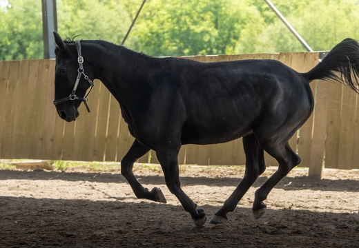 Pierre-Coutherut-Cheval-Lea-26