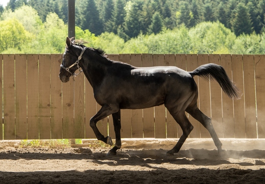 Pierre-Coutherut-Cheval-Lea-27