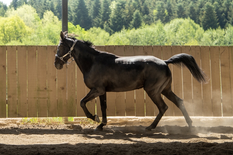 Pierre-Coutherut-Cheval-Lea-27.jpg