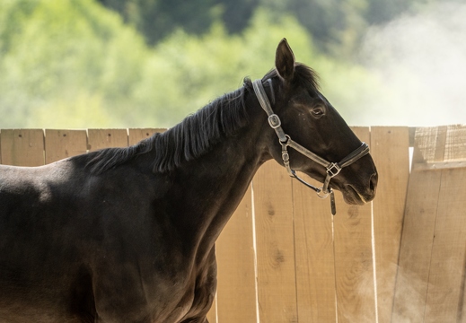 Pierre-Coutherut-Cheval-Lea-28