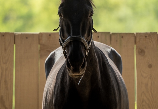 Pierre-Coutherut-Cheval-Lea-29