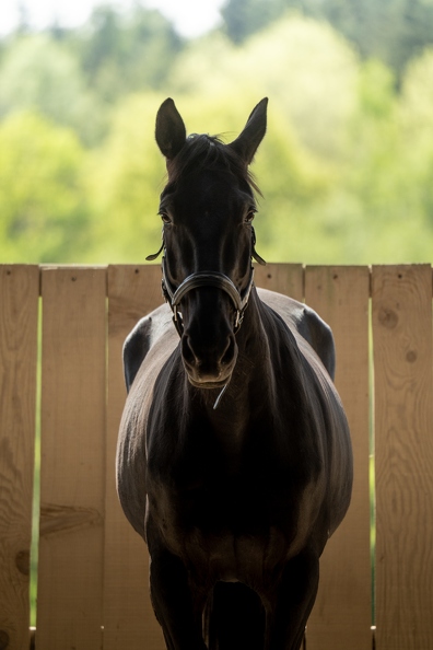 Pierre-Coutherut-Cheval-Lea-29.jpg