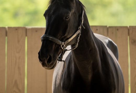 Pierre-Coutherut-Cheval-Lea-30