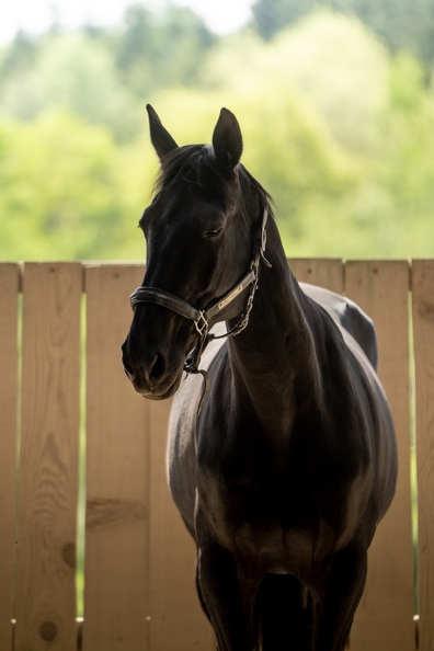 Pierre-Coutherut-Cheval-Lea-30.jpg